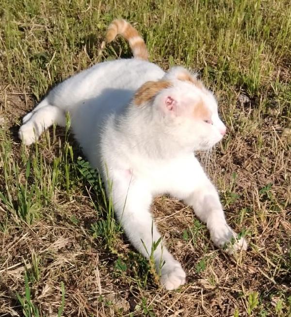 UBER, micione FIV+ Foto 4